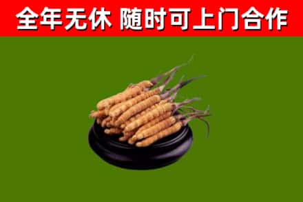 舒兰回收散虫草